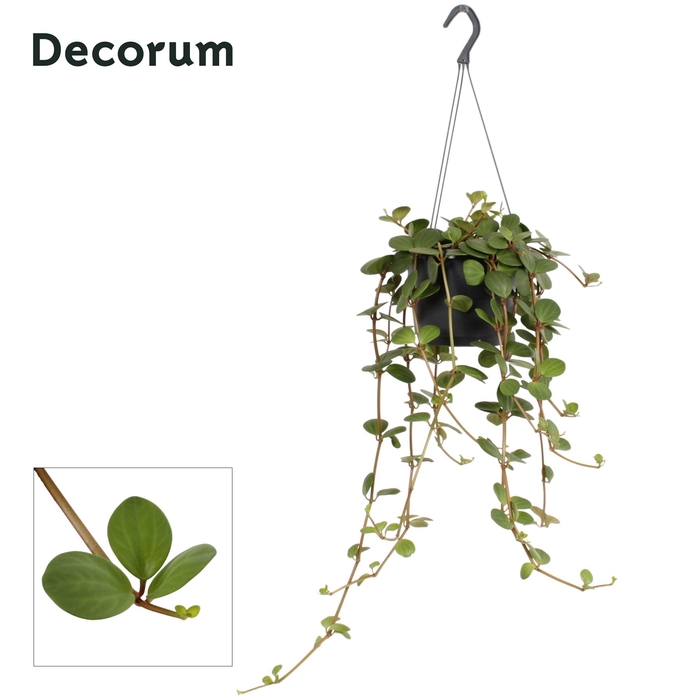 <h4>Peperomia tetraphylla 'Hope'</h4>