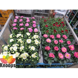 DAHLIA MIXK 4 KL