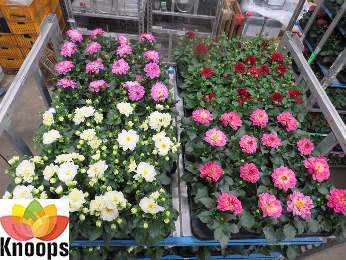<h4>DAHLIA MIXK 4 KL</h4>
