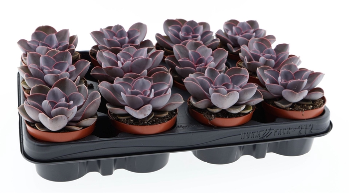 <h4>Echeveria  'Perle von Nurnberg'</h4>