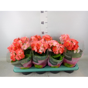 Primula obcon. 'Touch Me Dk Orange'