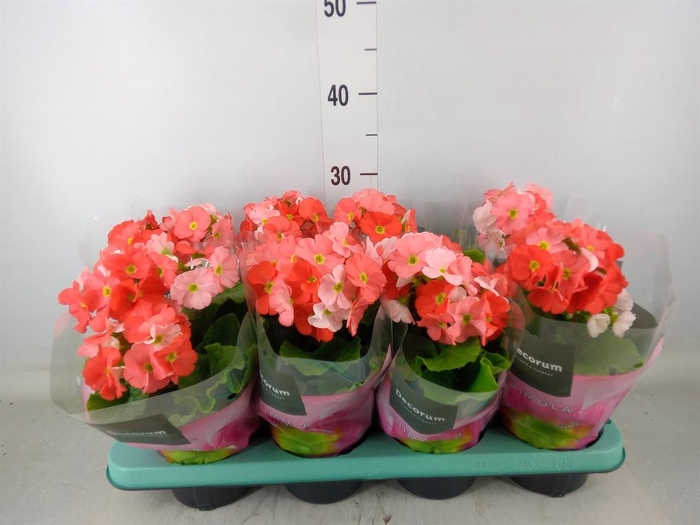 <h4>Primula obcon. 'Touch Me Dk Orange'</h4>