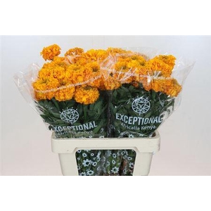 Tagetes E Promise Light Orange