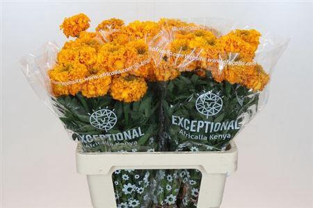 <h4>Tagetes E Promise Light Orange</h4>