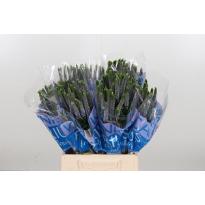 Veron Smart June Milka