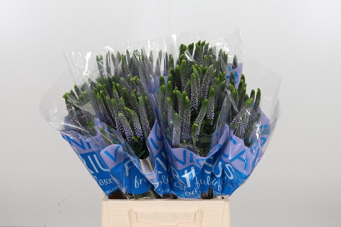 <h4>Veron Smart June Milka</h4>