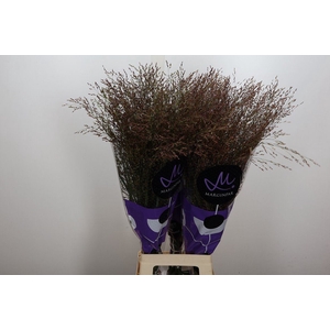 Panicum virgatum 'Warrior'