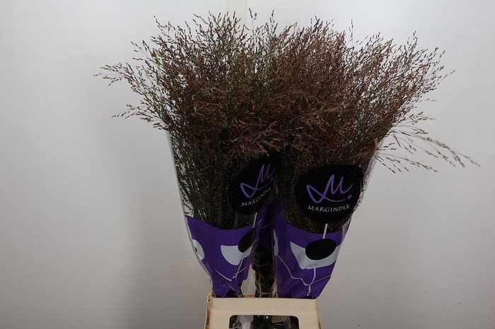 <h4>Panicum virgatum 'Warrior'</h4>