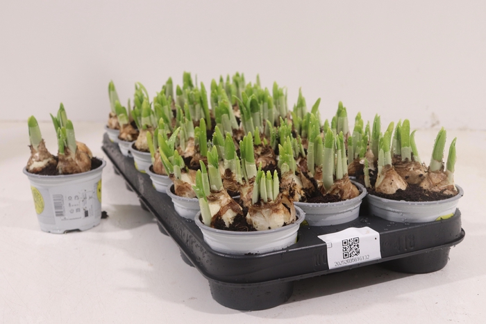 <h4>NARC O TETE A TETE</h4>