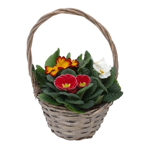 Primula Hengselmand 3x prim gemengd 575