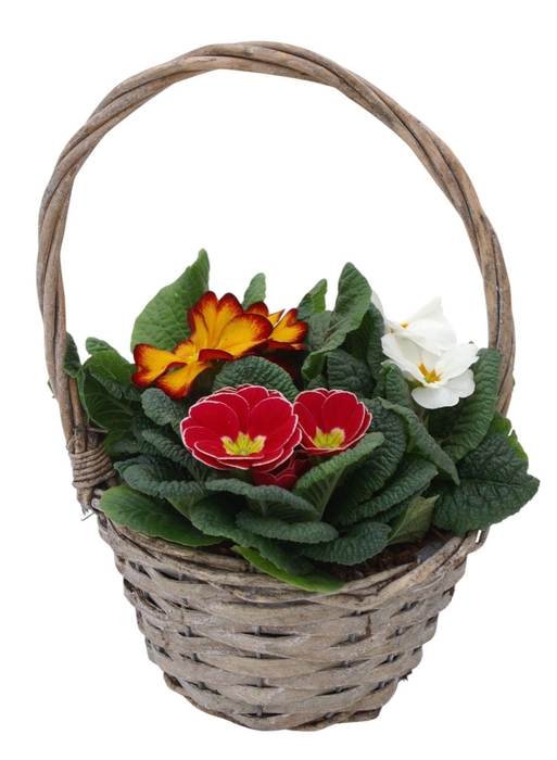 <h4>Primula Hengselmand 3x prim gemengd 575</h4>