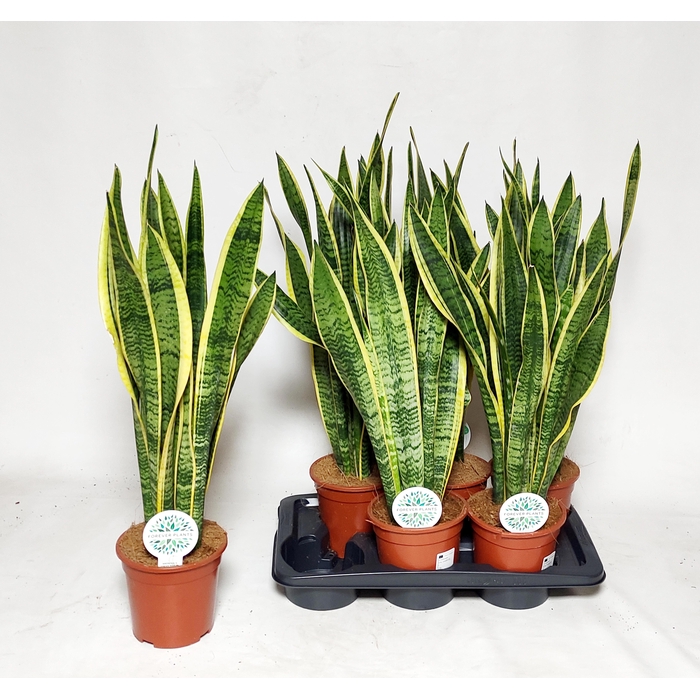 <h4>SANSEV LAURENTII</h4>