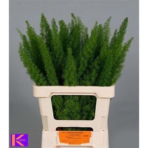 Asparagus densiflorus 'Meyers'