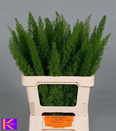 <h4>Asparagus densiflorus 'Meyers'</h4>