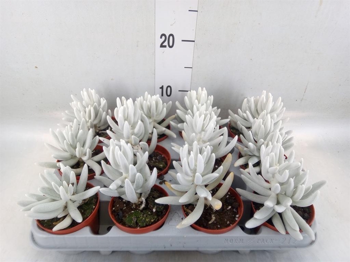 <h4>Senecio   ...</h4>