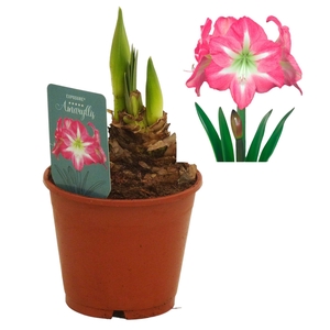 Hippeastrum Exposure regular assortiment