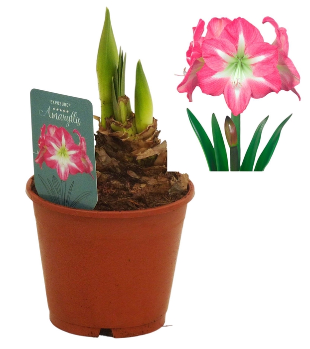<h4>Hippeastrum Exposure regular assortiment</h4>