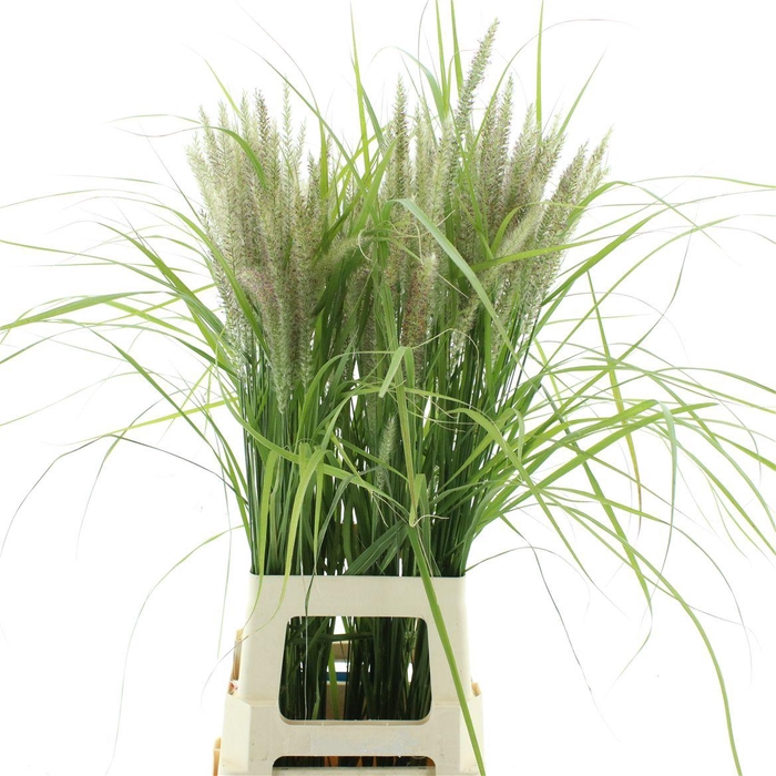 <h4>Pennisetum Karley Roze</h4>