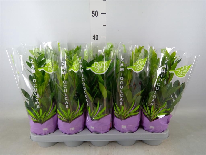 <h4>Zamioculcas zamiifolia</h4>