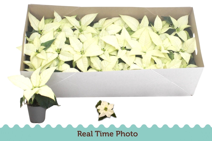 <h4>EUPHOR P ALASKA</h4>