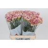 Dianthus St Lady Sheen