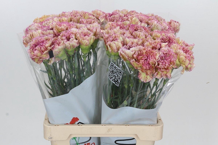 <h4>Dianthus St Lady Sheen</h4>