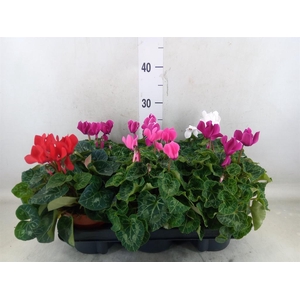 Cyclamen GR 'Elegante'