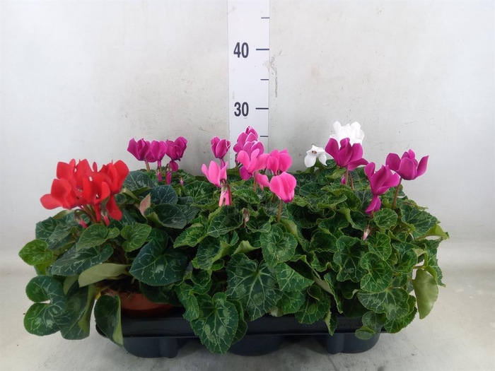 <h4>Cyclamen GR 'Elegante'</h4>