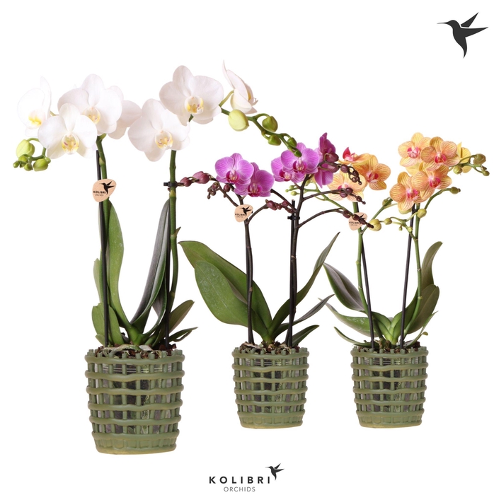 <h4>Kolibri Orchids Phalaenopsis mix 2 spike in Mesh pot green</h4>