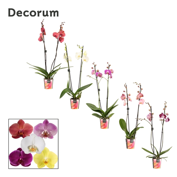 <h4>Phalaenopsis 2 tak 16+ mix (Decorum)</h4>