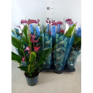 Anthurium andr. 'Pure Purple'