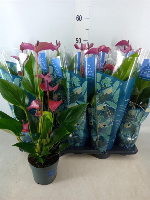 <h4>Anthurium andr. 'Pure Purple'</h4>