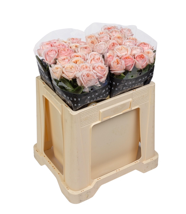 <h4>R GR TRES JOLIE</h4>