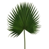 Washingtonia leaf spray green 102cm
