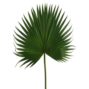 Washingtonia leaf spray green 102cm