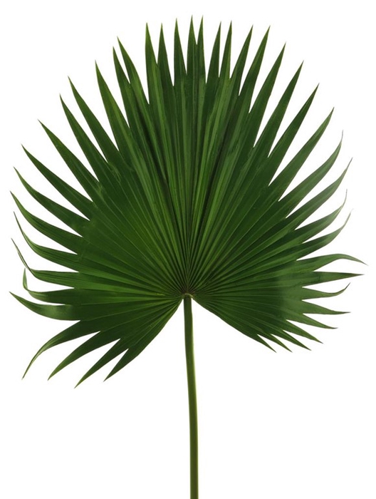 <h4>Washingtonia leaf spray green 102cm</h4>