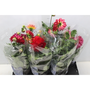 DAHLIA XXL P15