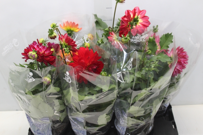<h4>DAHLIA XXL P15</h4>
