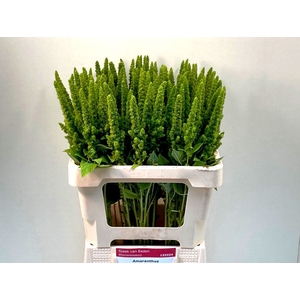 Amaranthus Green Thumb Sjaak Van Eeden