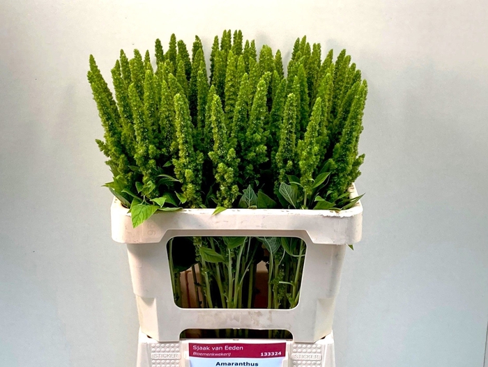 <h4>Amaranthus Green Thumb Sjaak Van Eeden</h4>