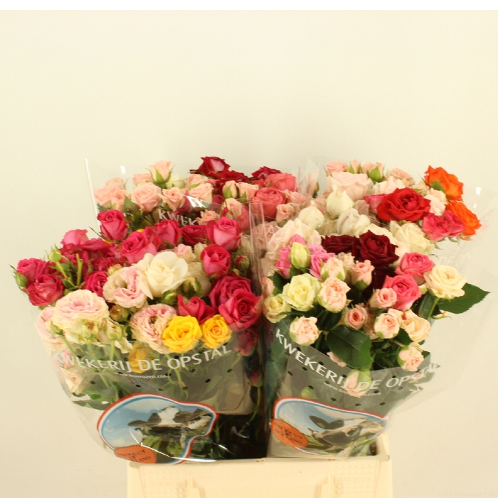 <h4>R Tr Mix Novelties Opstal</h4>