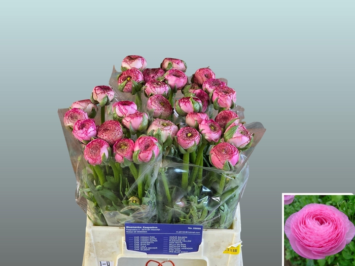 <h4>RAN AAZUR ROSE</h4>