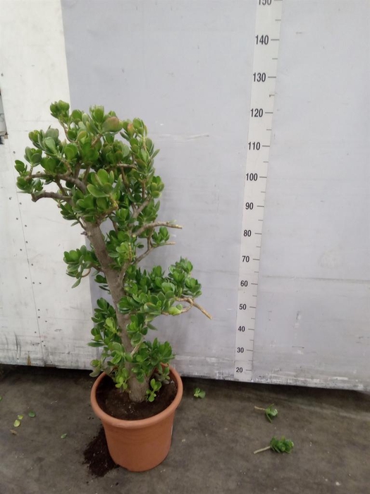 <h4>Crassula ovata</h4>