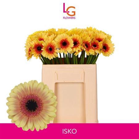 <h4>Ge Mi Isko</h4>