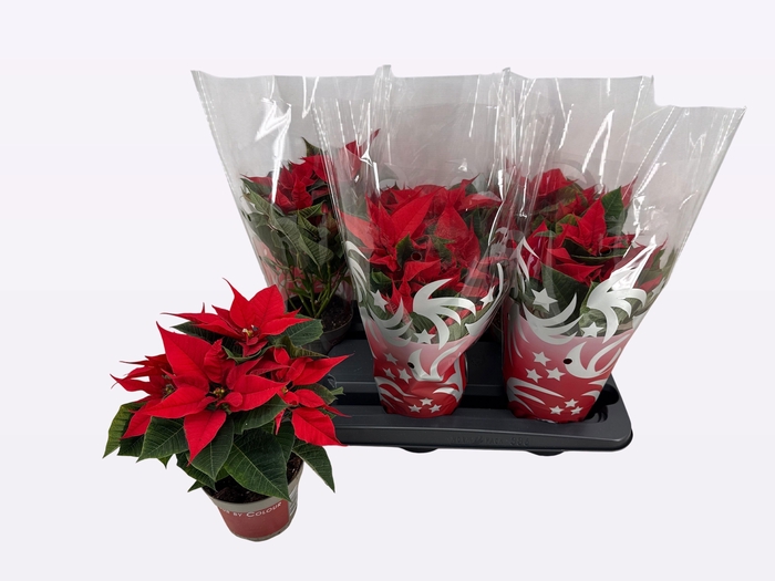 <h4>EUPHOR P FREYA</h4>