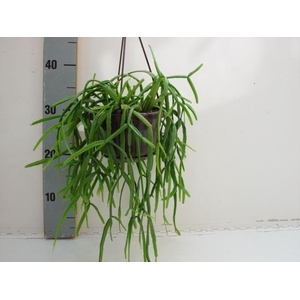 Rhipsalis micrantha