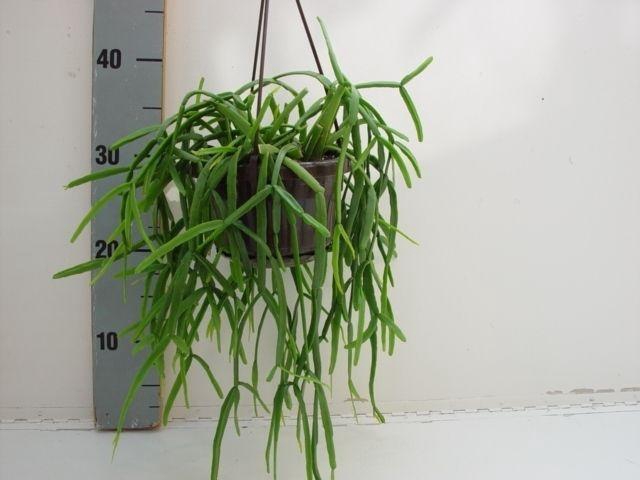 <h4>Rhipsalis micrantha</h4>