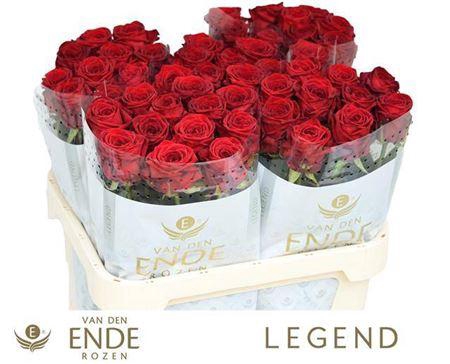 <h4>R Gr Red Naomi</h4>