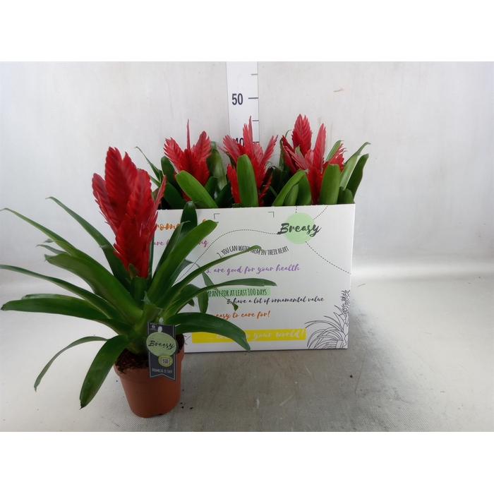 <h4>Vriesea  'Intenso Red'</h4>