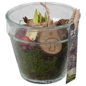 PTAA7584 Arrangementen Hippeastrum